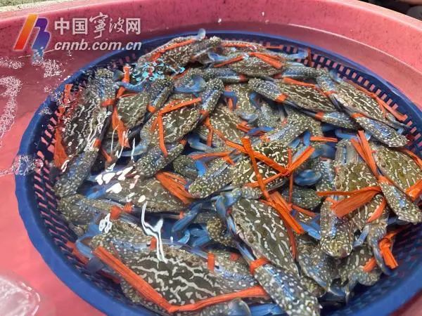 菜市场售卖的兰花蟹。除标注外本文图片均为何晴摄