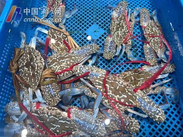 兰花蟹表面有花纹。