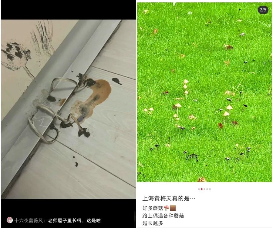网友纷纷晒蘑菇。