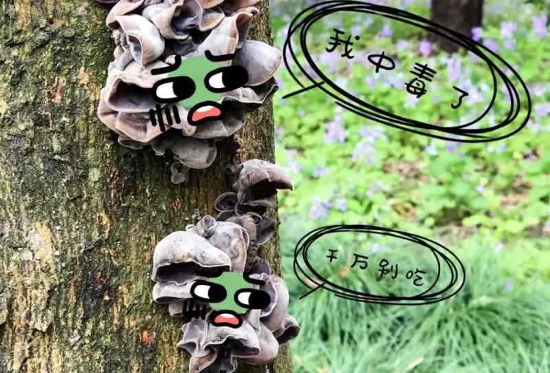 食用香樟上的木耳也有高风险。图片来源:上海林业