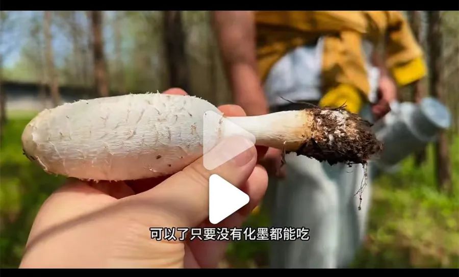 非专业人士千万要谨慎对待野生菌类,想吃去正规渠道购买,安全放心。