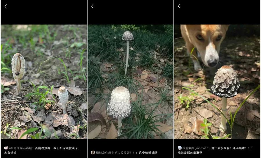网友晒出的毛头鬼伞,右边两张的状态已经老化了,不适合食用。