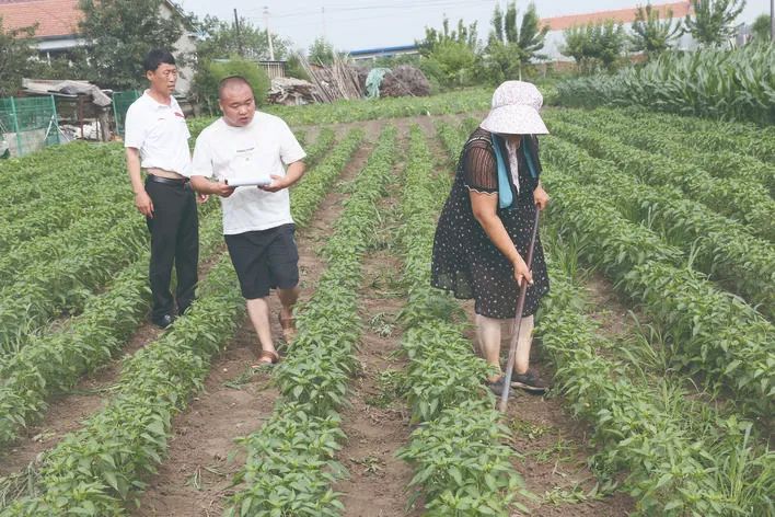 陈学亮(中)在指导村民种植辣椒。