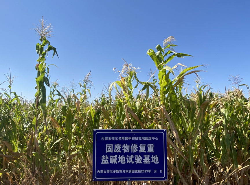 煤基固废修复沙荒地和盐碱地,鄂尔多斯碳中和研究院供图