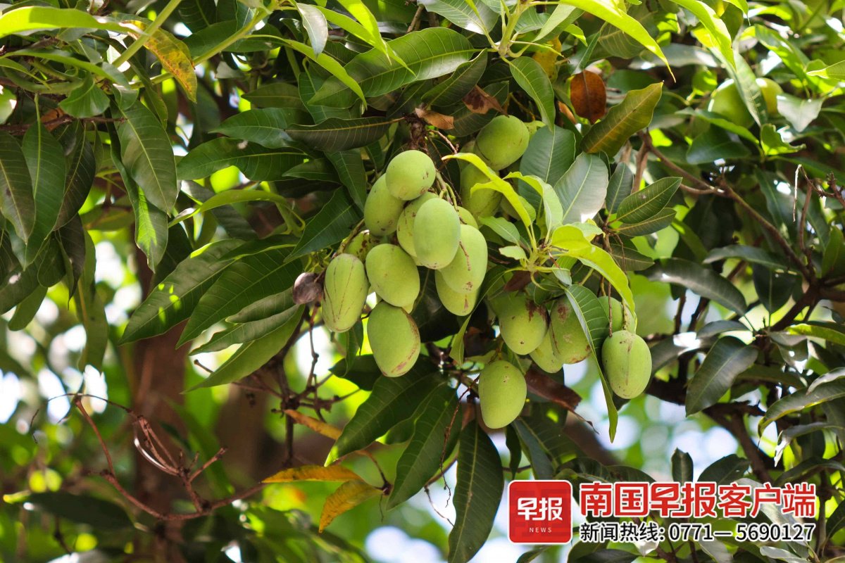 ▲芒果树,摄于华西路。记者 邹财麟 摄