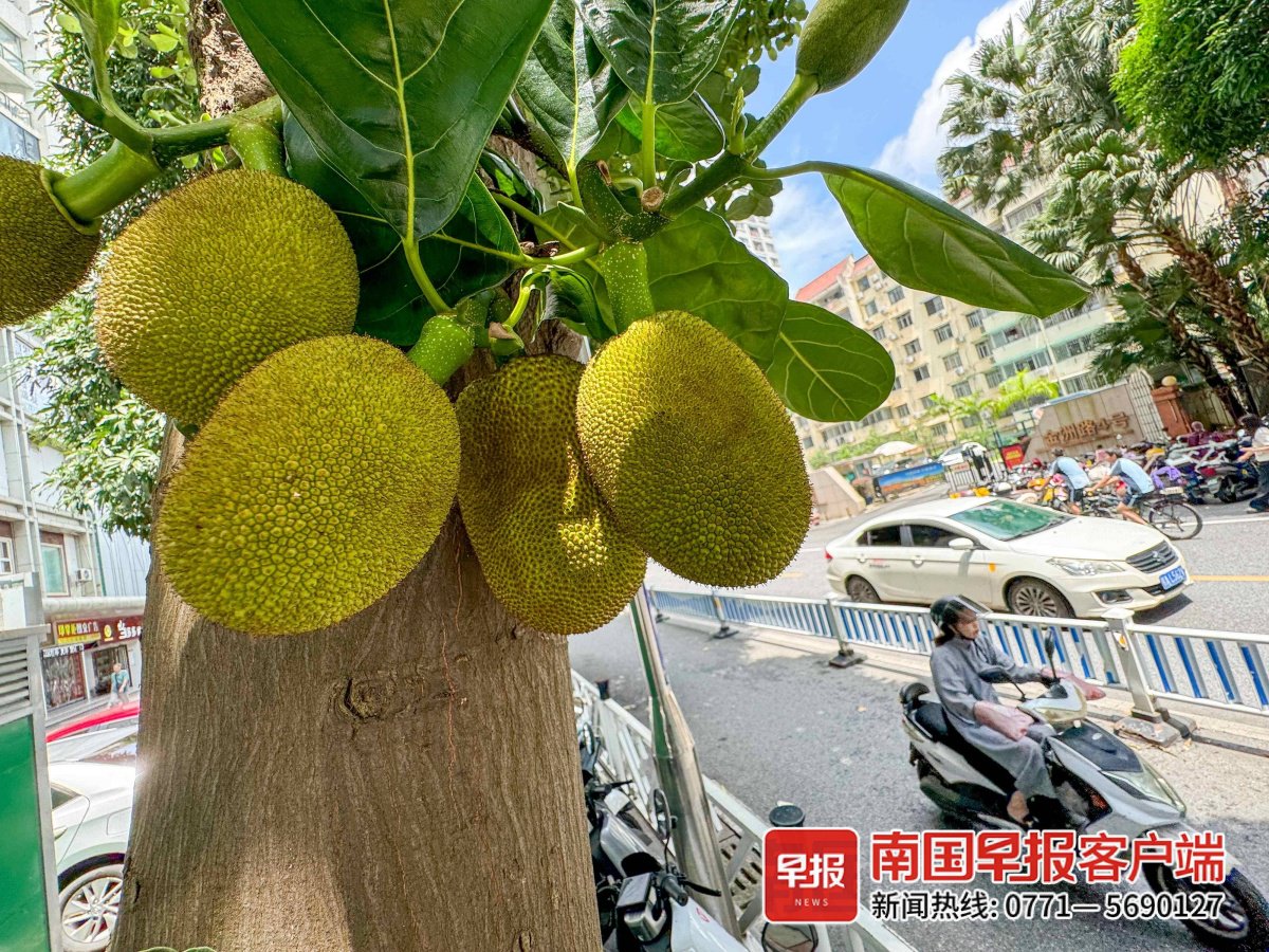 ▲菠萝蜜,摄于金洲路。记者 邹财麟 摄