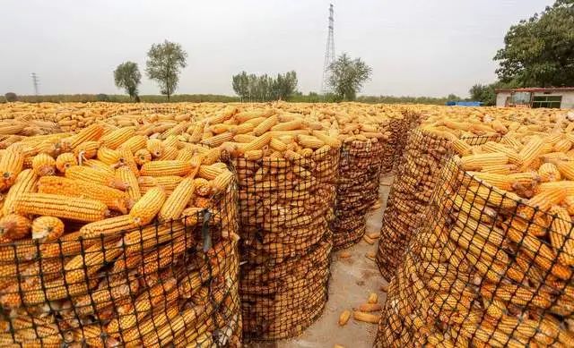 玉米又到了分叉口,究竟要往哪边走?