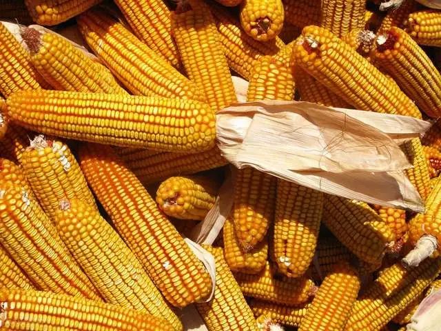 玉米又到了分叉口,究竟要往哪边走?