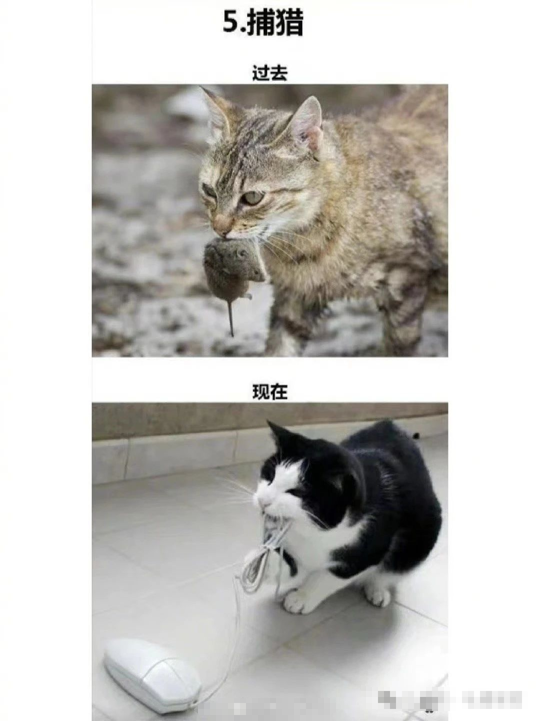 梦见自己亲手打死一只猫和老鼠,探索潜意识中的冲突与解决 梦见自己亲手打死一只猫和老鼠,探索潜意识中的冲突与解决