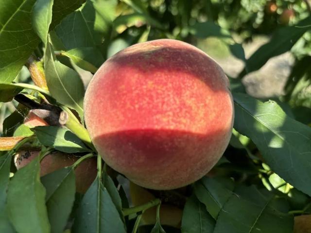 怎么进入桃子组内部 43b9-231ae123b69dbdff908d4c576009432f.jpg