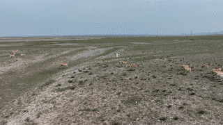 柏蘭迪利原羚生活在青海湖周邊。剛察融媒供圖