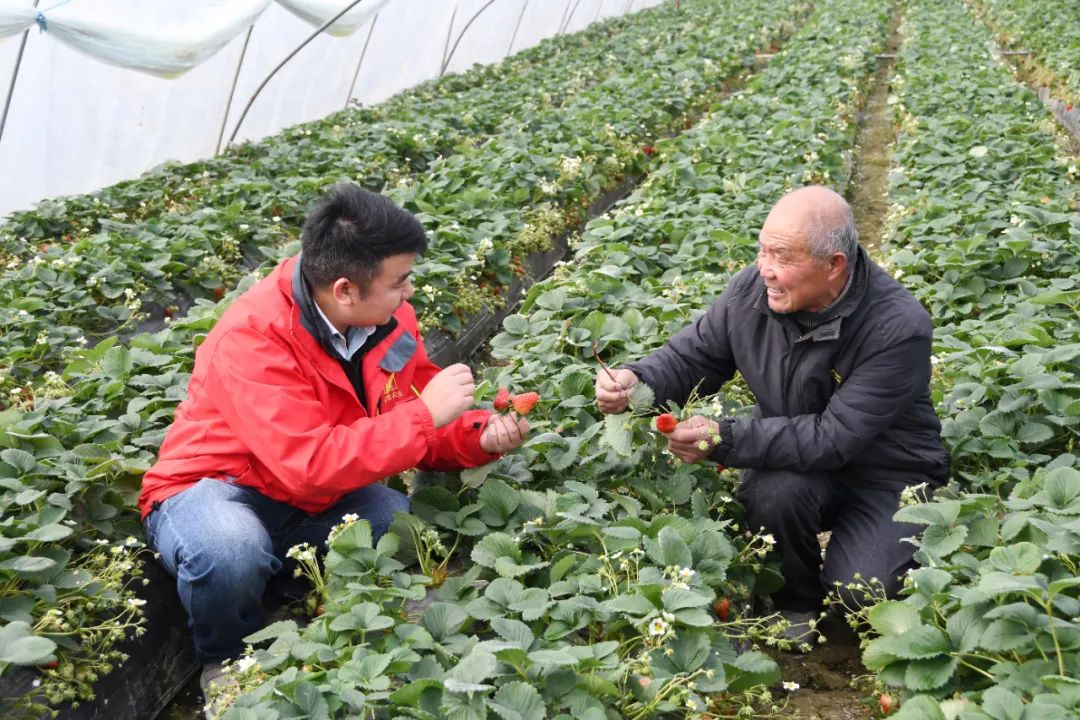 图2:技术专家张长伟向农户介绍草莓种植技术