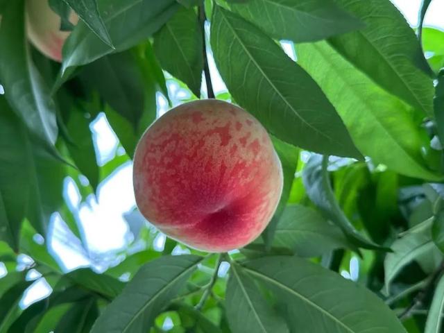 桃子怎么保存才好 f0af-701a93255009875625a70cfaf4ae759a.jpg