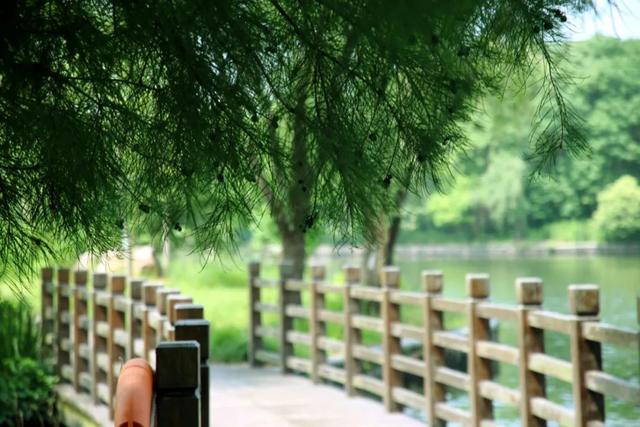 绿叶成荫的路 c924-922d482bc3869c77a5729a136dff5c9c.jpg