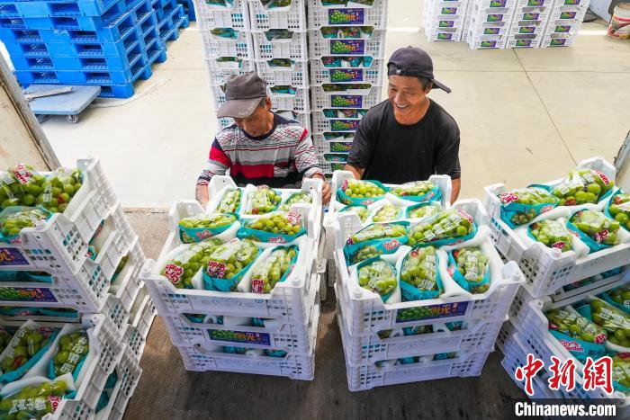 江北海珍家庭农场，农民收获葡萄果实。方舟摄