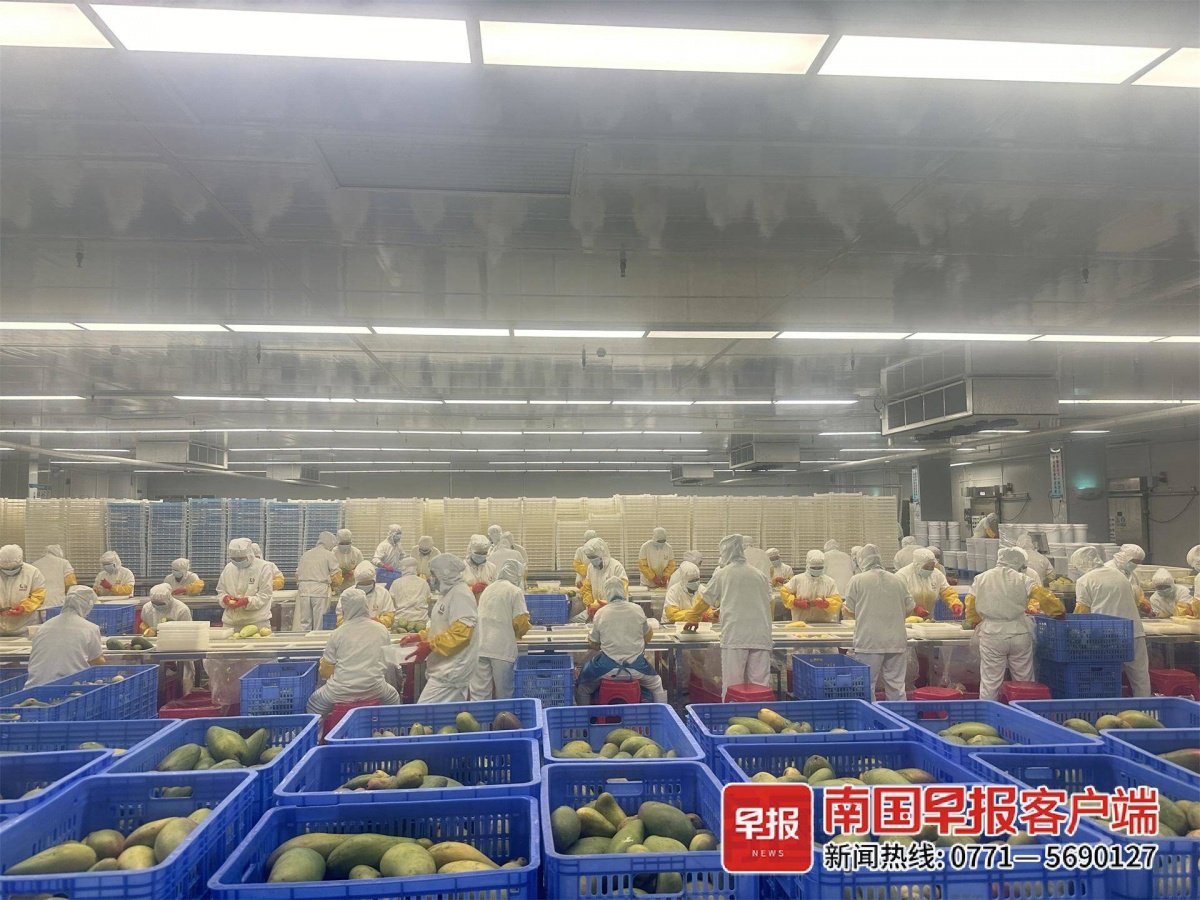 ▲芒果加工車間的工人正在削芒果。