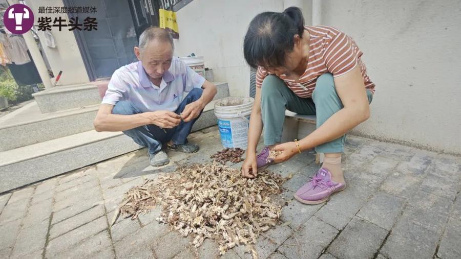 附近居民在分拣金蝉花