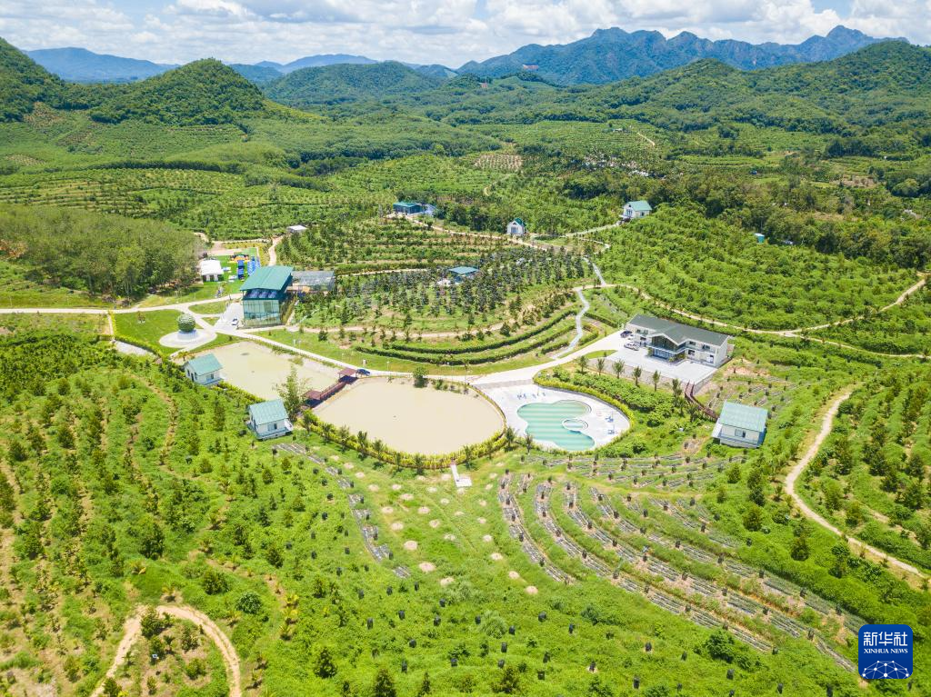 7月20日在海南省三亞市拍攝的優旗大嘴鳥榴蓮園一號基地(無人機照片)。新華社記者 蒲曉旭 攝