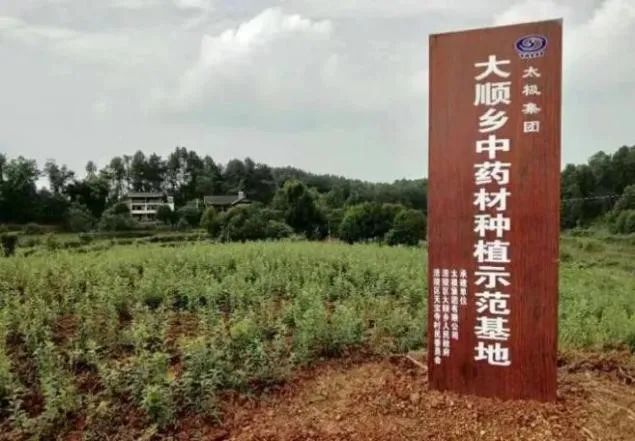 图3:太极集团大顺乡中药材种植示范基地