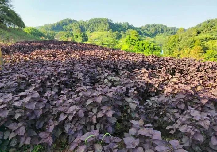图1:太极集团紫苏种植基地