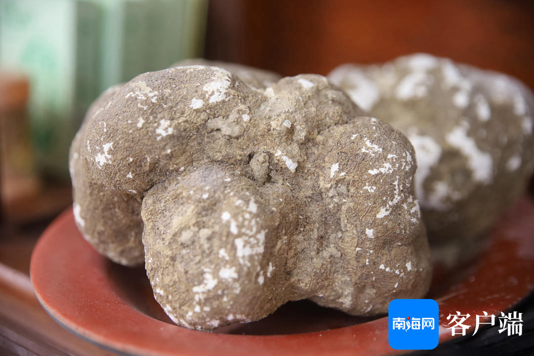 吴清杰培育的虎奶菇 记者 王威 摄