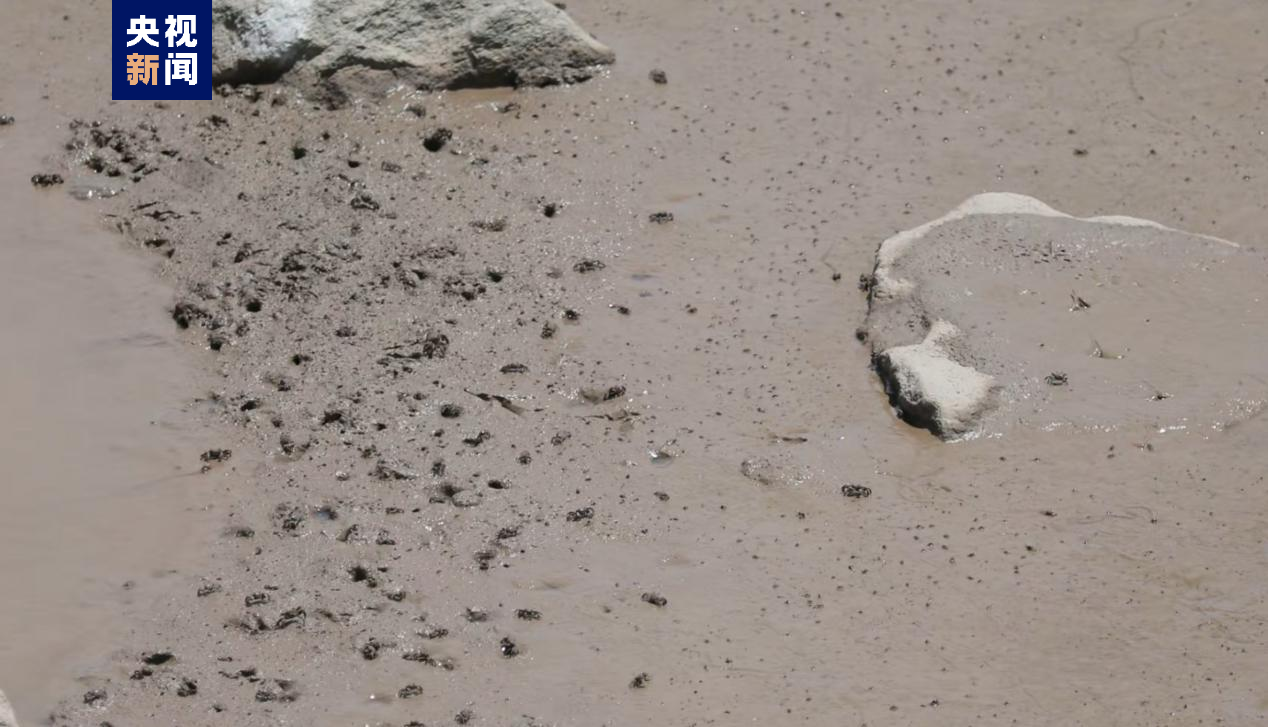 △底栖生物得到恢复