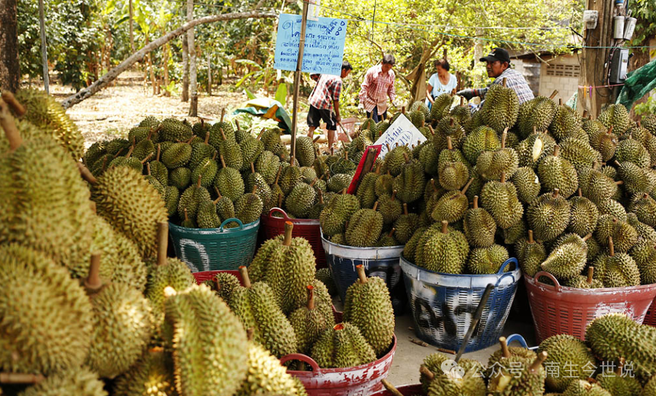 中国为什么没有种植榴莲 f264-4539c80ff4adcd26491535bb239f4e44.png