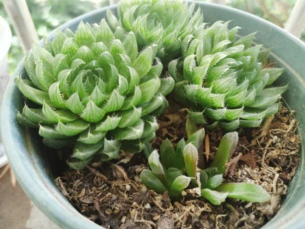 块根植物上盆要不要水 892a-2ba4996ea6ab2e5795e866bdd5f5a83a.jpg