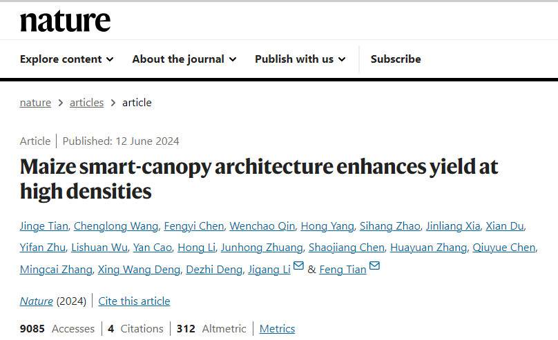 ▲《自然》雜誌在線發表重磅文章《智慧冠層促進玉米密植增產》。