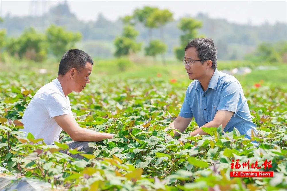 品质最好的红薯品种 dadf-bcfa59bd58a157490842959498bd0703.jpg