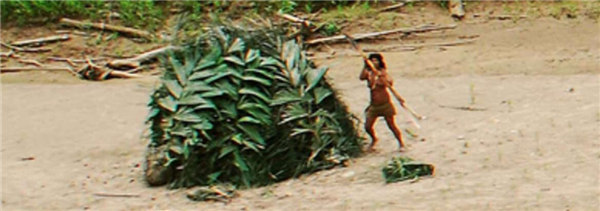 为反击非法伐木者:秘鲁最大隐世部落被迫露面拿起弓箭