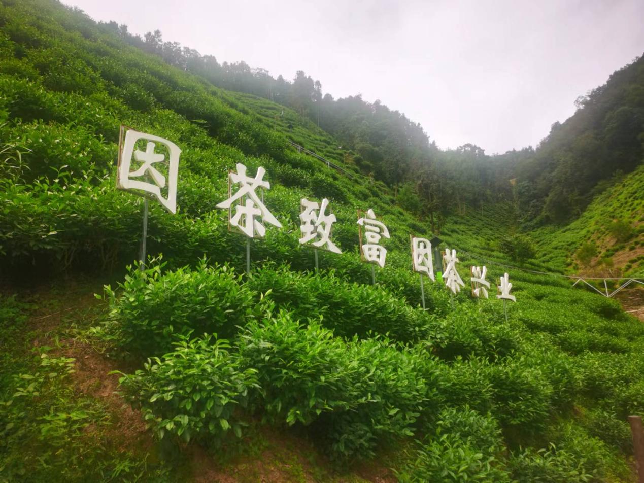 陝西安康紫陽縣煥古鎮蠟竹村茶園。人民網記者 李棟攝