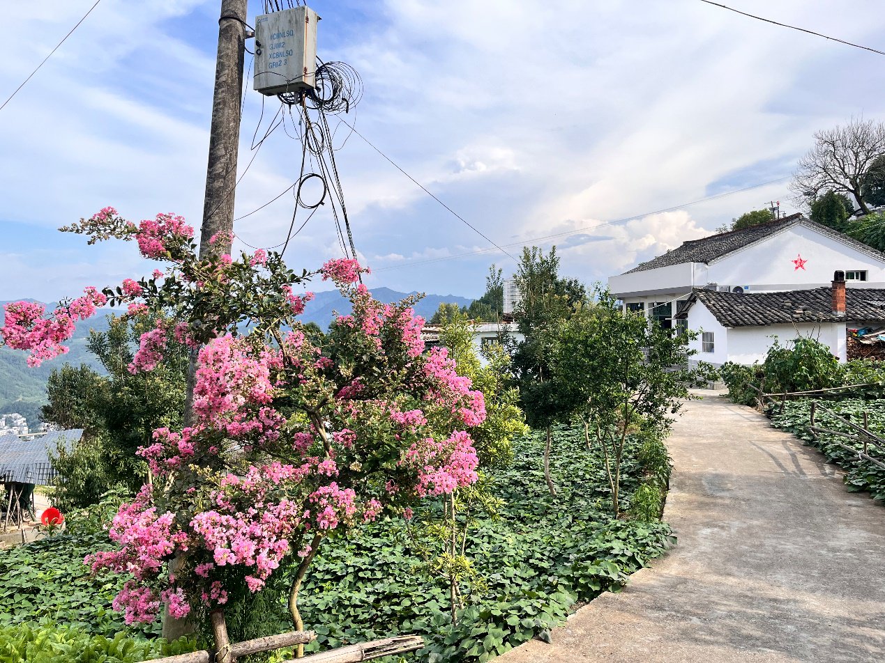 陝西安康漢濱區縣河鎮牛嶺社區,村道被鮮花點綴。人民網記者 李棟攝