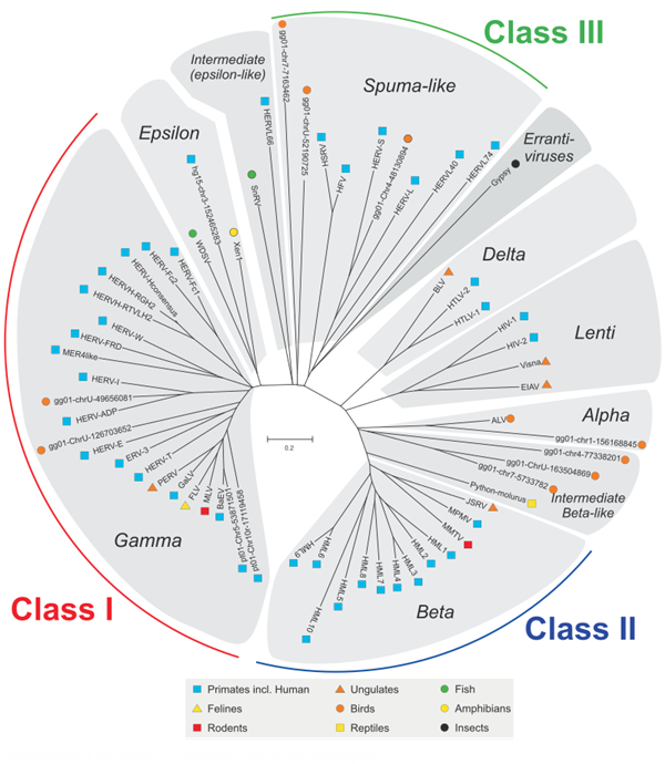 3000万年感染灵长类祖先的病毒:要为今天人类的癌症埋单