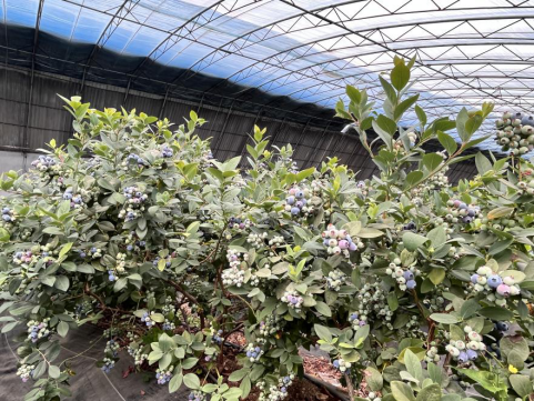图为:青岛沃林蓝莓果业有限公司种植的蓝莓