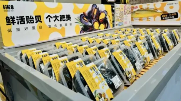 一米八鲜活贻贝:嵊泗列岛的生态宝库与文化传承