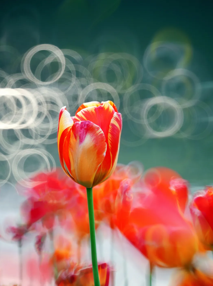 铭匠 250mm F5.6 全画幅折返镜头发布，首发价 1820 元