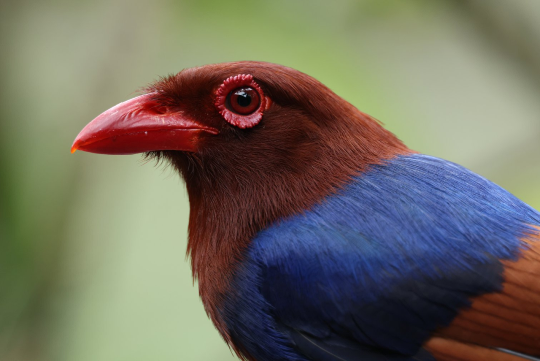 26999 元,佳能新一代全画幅专微相机 EOS R5 Mark II 首销