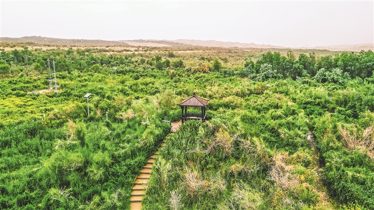 中国石油塔里木油田塔中沙漠植物园