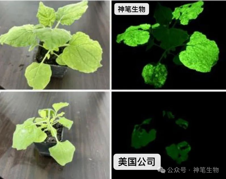 《阿凡达》电影场景有望走进现实,我国科学家研发中国首株基因编辑高亮度自发光植物