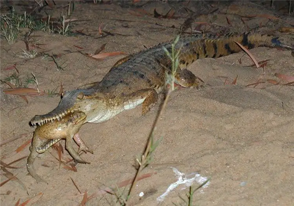 澳洲鳄鱼爱吃剧毒海蟾蜍：专家投喂加料食物帮改臭毛病