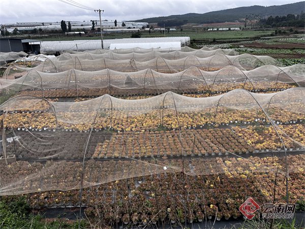 光山多肉长势良好