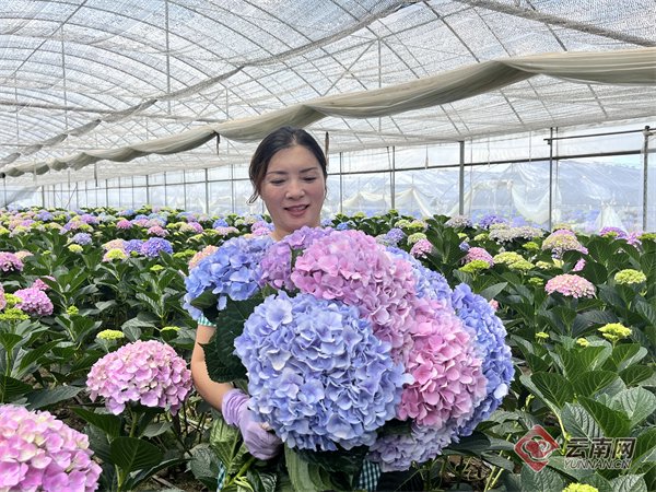 采收绣球花