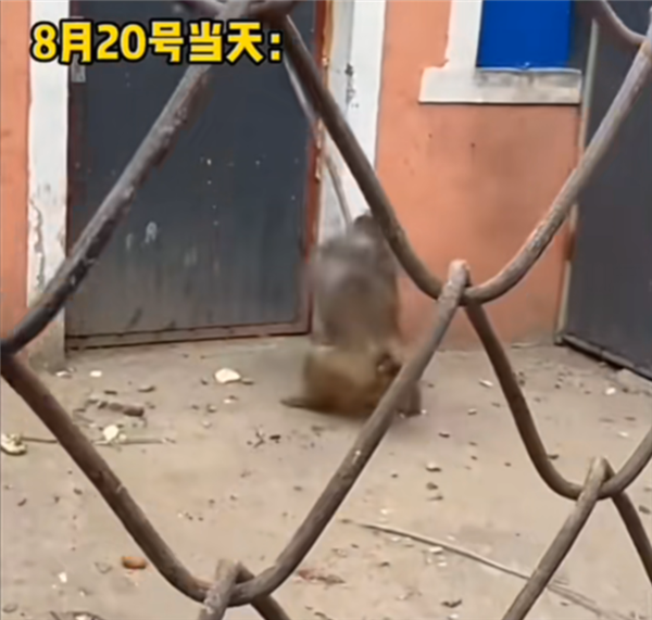 网友已经幻想8月20日的自己:一根金箍棒力战众妖怪