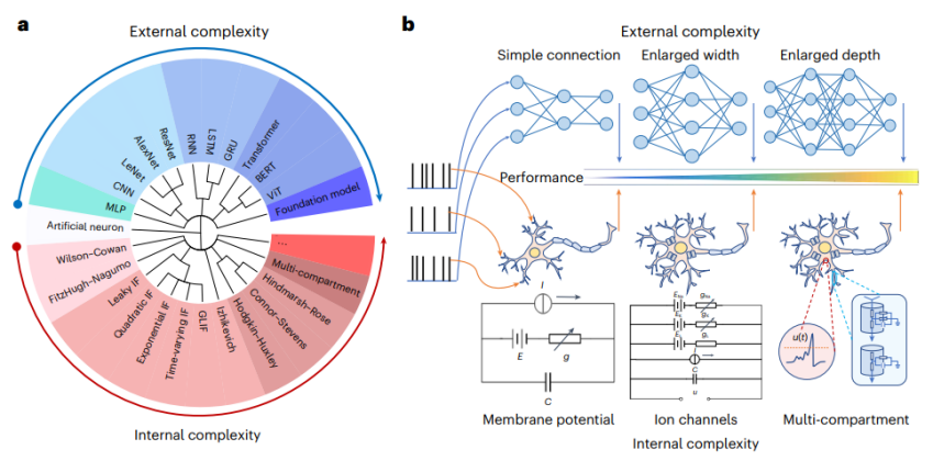 Nature子刊 | 基于内生复杂性,自动化所新类脑网络构筑人工智能与神经科科学的桥梁