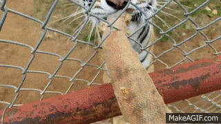 盘点 10 个已经消失的奥运项目