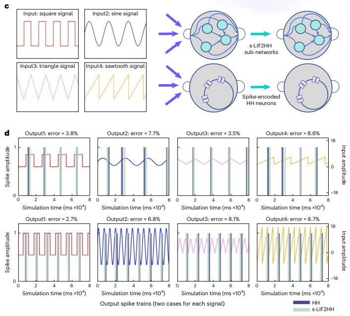 Nature子刊 | 基于内生复杂性,自动化所新类脑网络构筑人工智能与神经科科学的桥梁