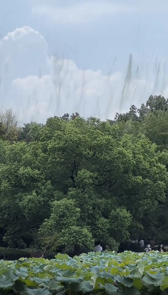 网友拍到西湖边的树冒黑烟 专家释疑:是蚊子在交配