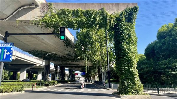 高架桥下到处可见的爬山虎:是怎么爬上去的?