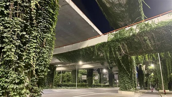 高架桥下到处可见的爬山虎:是怎么爬上去的?